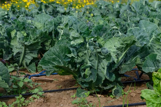 Vibrant cabbages flourish in neat rows, soaking up the golden sunlight. Wildflowers dance in the soft breeze nearby, creating a serene rural atmosphere.