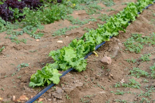 Rows of vibrant green lettuce thrive in a well-tended garden plot, basking under the warm afternoon sun. Nature's bounty is nurtured in rich soil with careful irrigation.