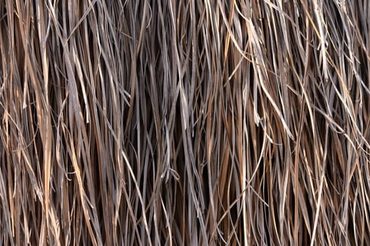 Sunlight filters through the tall, dry grass, revealing intricate patterns and hues. The golden strands twist and weave, perfect for nature-inspired art projects and rustic decor elements.