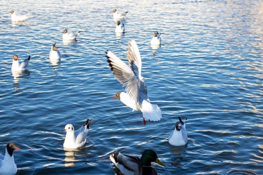 A large flock of seagulls and ducks is gracefully swimming in the calm water, enjoying their time together in the beautiful environment