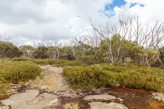 Hiking trails on ski runs around the summit of Lake Mountain on a clear summer's day, near Marysville, Victoria, Australia