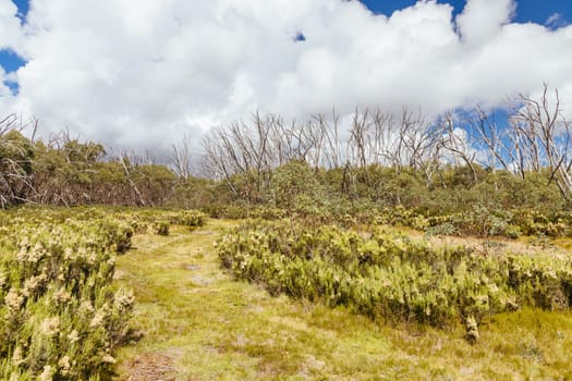 Hiking trails on ski runs around the summit of Lake Mountain on a clear summer's day, near Marysville, Victoria, Australia