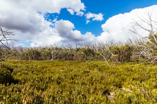 Views from Boundary Hut Trail near Lake Mountain on a clear summer's day, near Marysville, Victoria, Australia