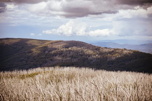 Views from Boundary Hut Trail near Lake Mountain on a clear summer's day, near Marysville, Victoria, Australia