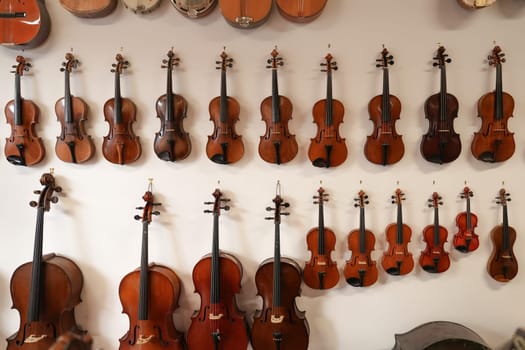 Violins of different sizes hanging on the wall in a musical shop. White background