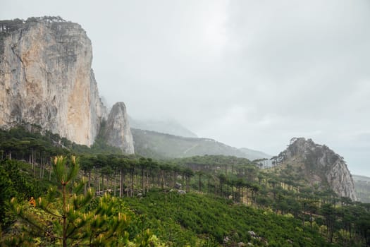 Beautiful landscape on rocks and coniferous pine forest