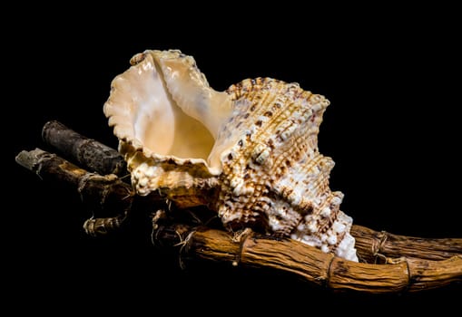 Studio shot of a Tutufa bubo shell resting on a textured branch, showcasing its intricate details against a stark black background