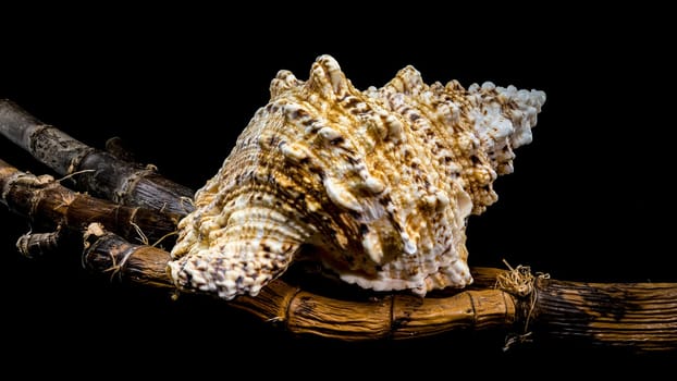 Studio shot of a Tutufa bubo shell resting on a textured branch, showcasing its intricate details against a stark black background