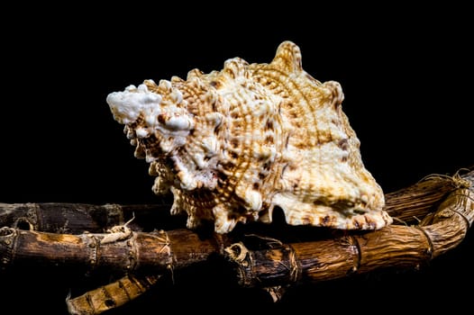 Studio shot of a Tutufa bubo shell resting on a textured branch, showcasing its intricate details against a stark black background