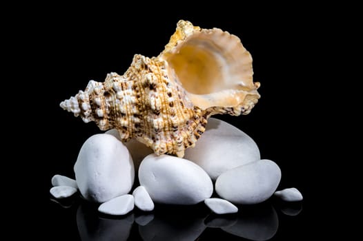 Studio shot of a Tutufa bubo shell nestled on smooth white stones, with a glossy reflection against a stark black background
