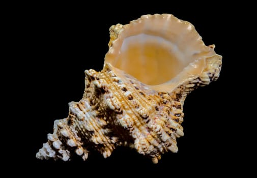 Close-up studio shot of a Tutufa bubo shell, revealing its intricate texture and unique form against a stark black backdrop