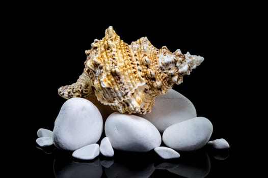 Studio shot of a Tutufa bubo shell nestled on smooth white stones, with a glossy reflection against a stark black background
