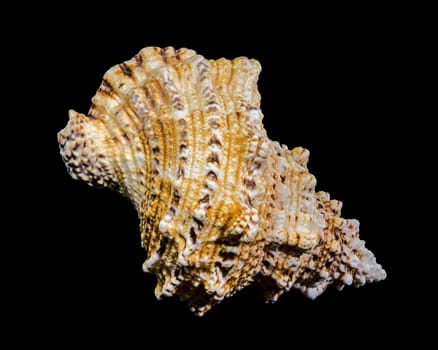 Close-up studio shot of a Tutufa bubo shell, revealing its intricate texture and unique form against a stark black backdrop
