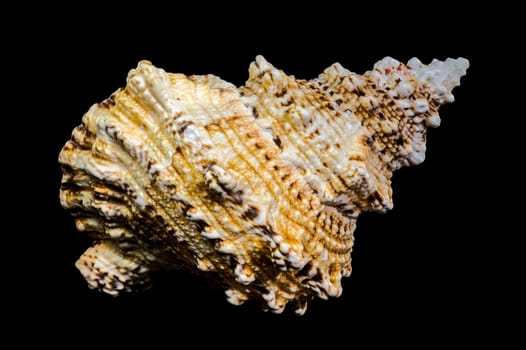 Close-up studio shot of a Tutufa bubo shell, revealing its intricate texture and unique form against a stark black backdrop