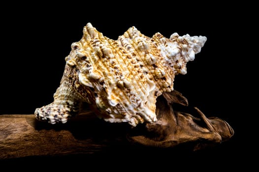 Studio shot of Tutufa bubo shell perched on weathered driftwood, showcasing its unique texture against a stark black background