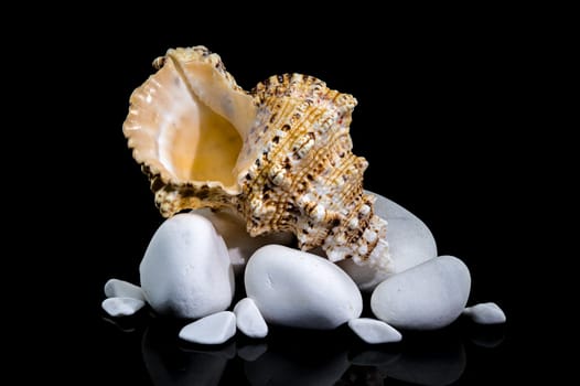 Studio shot of a Tutufa bubo shell nestled on smooth white stones, with a glossy reflection against a stark black background