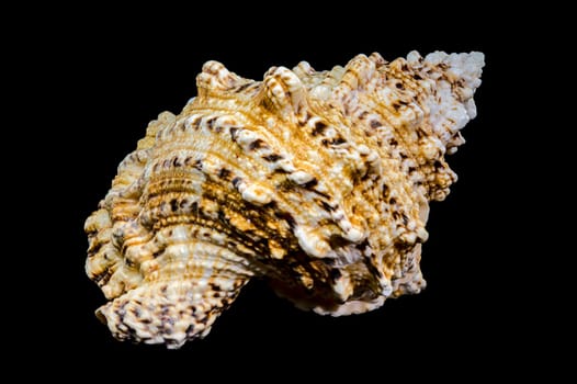 Close-up studio shot of a Tutufa bubo shell, revealing its intricate texture and unique form against a stark black backdrop