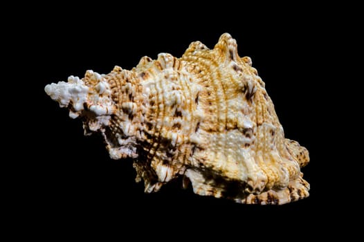 Close-up studio shot of a Tutufa bubo shell, revealing its intricate texture and unique form against a stark black backdrop