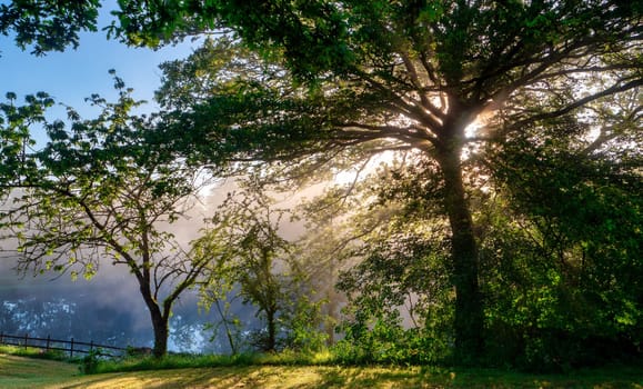 A tree with a sun shining on it. The tree is surrounded by other trees