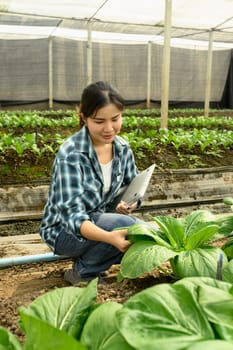 Female agronomist holding laptop inspecting lettuce crops in an organic greenhouse.
