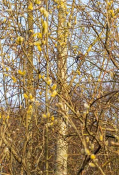 Bullfinch in the branches of a tree with blossoming buds