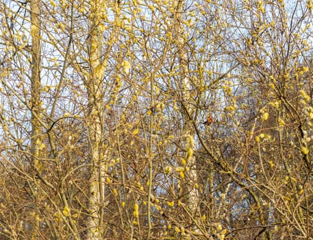 Bullfinch in the branches of a tree with blossoming buds