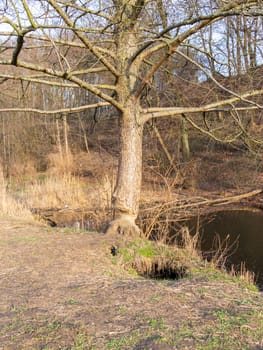 Shot of the tree gnawed by beaver