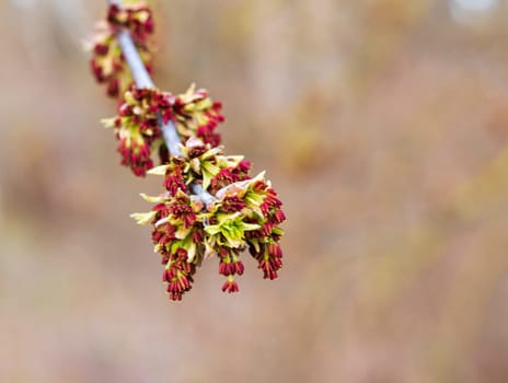 Close up shot of the tree branch with blossoming buds