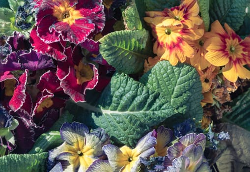 Multicolor primula with Starflame antique shades, Marietta and Flamenco deep purple white edge is a marvellous addition to any garden. Colorful bright primrose flowers floral with green leaves background, Primula Vulgaris. use it as your Copy space, Design, Wallpaper and Poster, Selected focus.