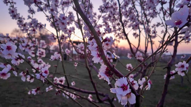 Almond blossoms on a twig. Blossoming almond trees. Flowering trees at sunset, at dusk. Close-up.