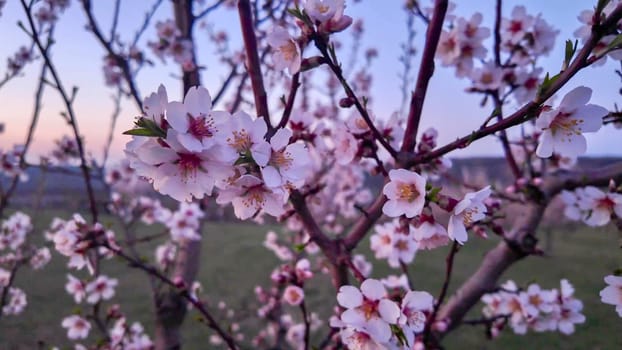 Almond blossoms on a twig. Blooming almond trees. Flowering trees at twilight, dusk. Close-up.
