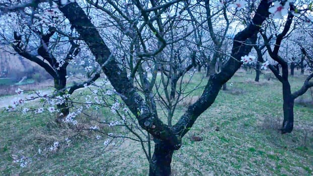 Almond blossoms on a twig. Flowering almond trees in an orchard. Flowering trees at twilight, sunset. Close-up.