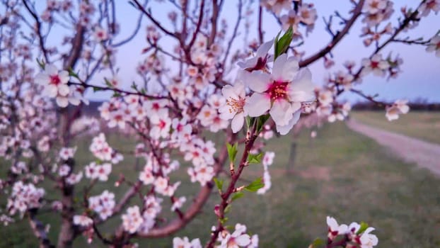 A view of an almond orchard in bloom. Almond orchard in bloom in spring. Pink almond blossoms at twilight. The concept of cultivation and orcharding. Partly blurred.