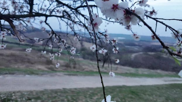 A view of an almond orchard in bloom. Almond tree orchard in flower in spring. White almond blossoms on a twig at sunset. The concept of farming and orcharding. View of the surrounding landscape, close-up.