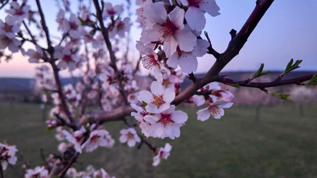 A view of flowering almond trees. Almond orchard in bloom in spring. Pink almond blossoms at dusk. The concept of agriculture and orcharding.