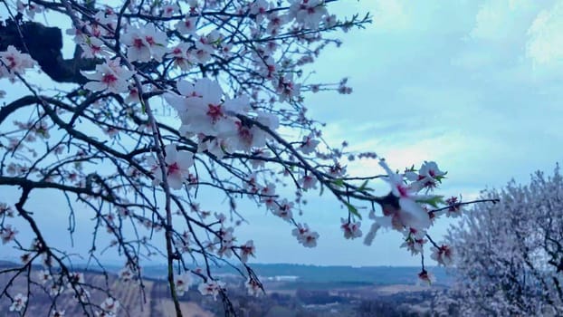 A view of an almond orchard in bloom. Almond tree orchard in flower in spring. White almond blossoms on a twig. The concept of agriculture and orchard farming. View of a flowering almond tree, close-up.
