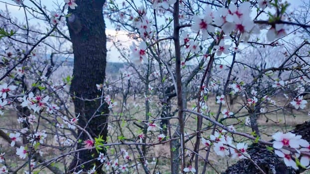 A view of an almond orchard in bloom. Almond tree orchard in flower in spring. White almond blossom on a twig. The concept of cultivation and orchard management. View of a flowering almond tree, close-up.