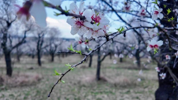 A view of an almond orchard in bloom. Almond tree orchard in flower in spring. White almond blossoms on a twig at sunset. The concept of farming and orcharding. Close-up.