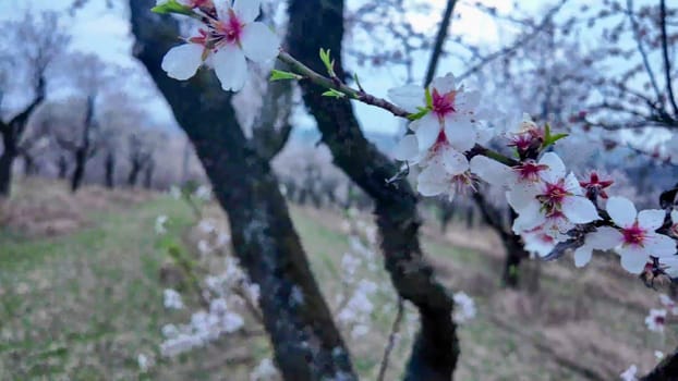A view of an almond orchard in bloom. Almond orchard in blossom in spring. White almond flowers at dusk. The concept of gardening and orcharding.