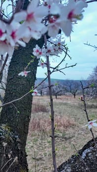 View of almond blossoms on a twig. A view of a row of almond trees in a orchard. Focus on background. Concept of agriculture and gardening.