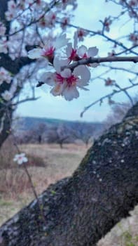 A view of an almond orchard in bloom. Almond tree orchard in flower in spring. White almond blossoms on a branch in the wind. The concept of agriculture and orcharding. View of the crown of a flowering almond tree.