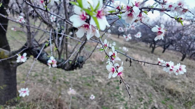 A view of an almond orchard in bloom. Almond tree orchard in flower in spring. White almond blossoms on a twig at sunset. The concept of farming and orcharding. Close-up.