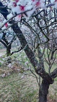A view of an almond orchard in bloom. Almond tree orchard in flower in spring. White almond blossoms on a twig at sunset. The concept of farming and orcharding. Close-up.