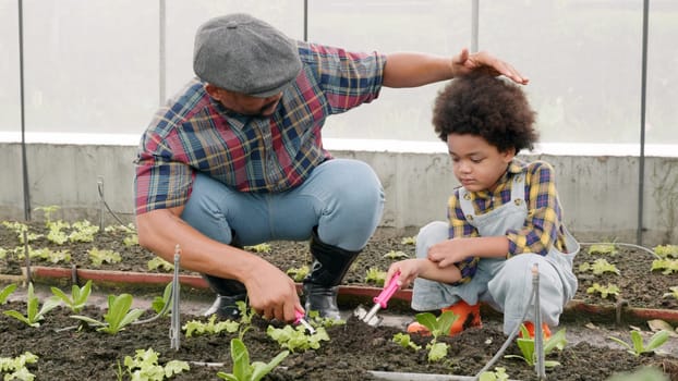Father and son gardening together planting strawberry plants in the garden, Man and child boy gardening in vegetable in the backyard, family and single mom relax outdoor activities