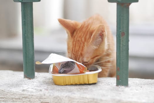 A playful orange cat is eating from a small bowl in a garden.