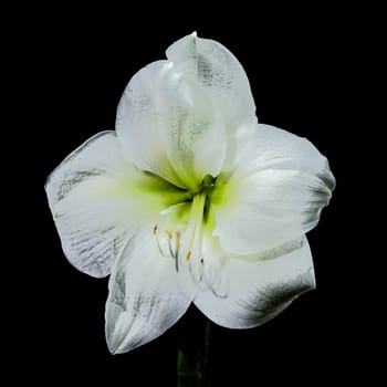 A close-up photo of a white amaryllis flower with delicate dew drops, set against a black background, showcasing its elegant petals and natural beauty 