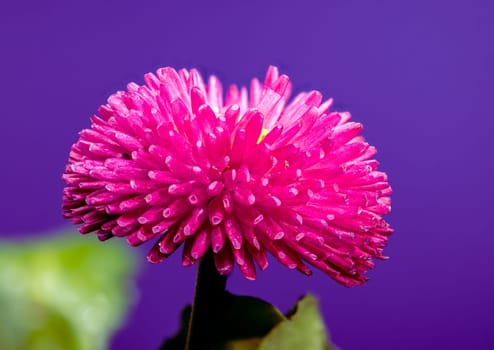 Close-up of a vibrant pink English daisy Bellis perennis covered in tiny water droplets, with a bright yellow center. The flower stands against a purple background  