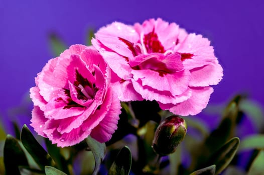 A close-up photo of pink carnations with delicate dew drops, set against on purple background, highlighting their vibrant petals and natural beauty