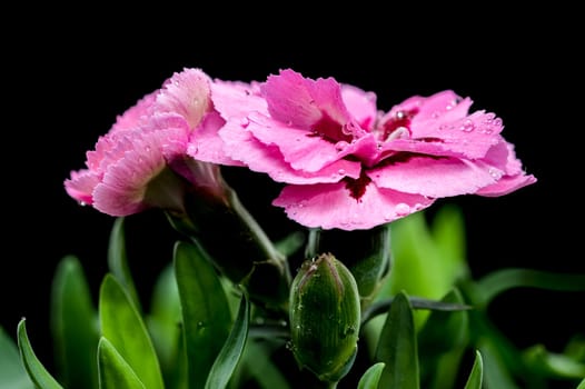 A close-up photo of a pink carnation with delicate dew drops, set against a black background, highlighting its intricate petals and natural beauty 