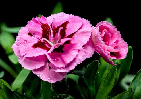 A close-up photo of a pink carnation with delicate dew drops, set against a black background, highlighting its intricate petals and natural beauty 